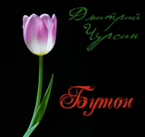 Бутон - Дмитрий Чурсин